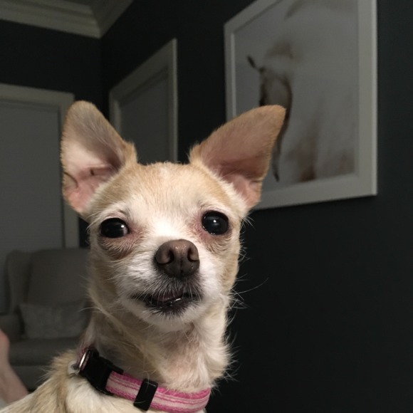 Meet your Posher, Amy - Picture 1 of 1